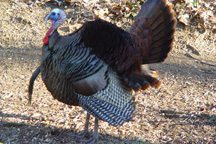 Male-Plumage-very-small